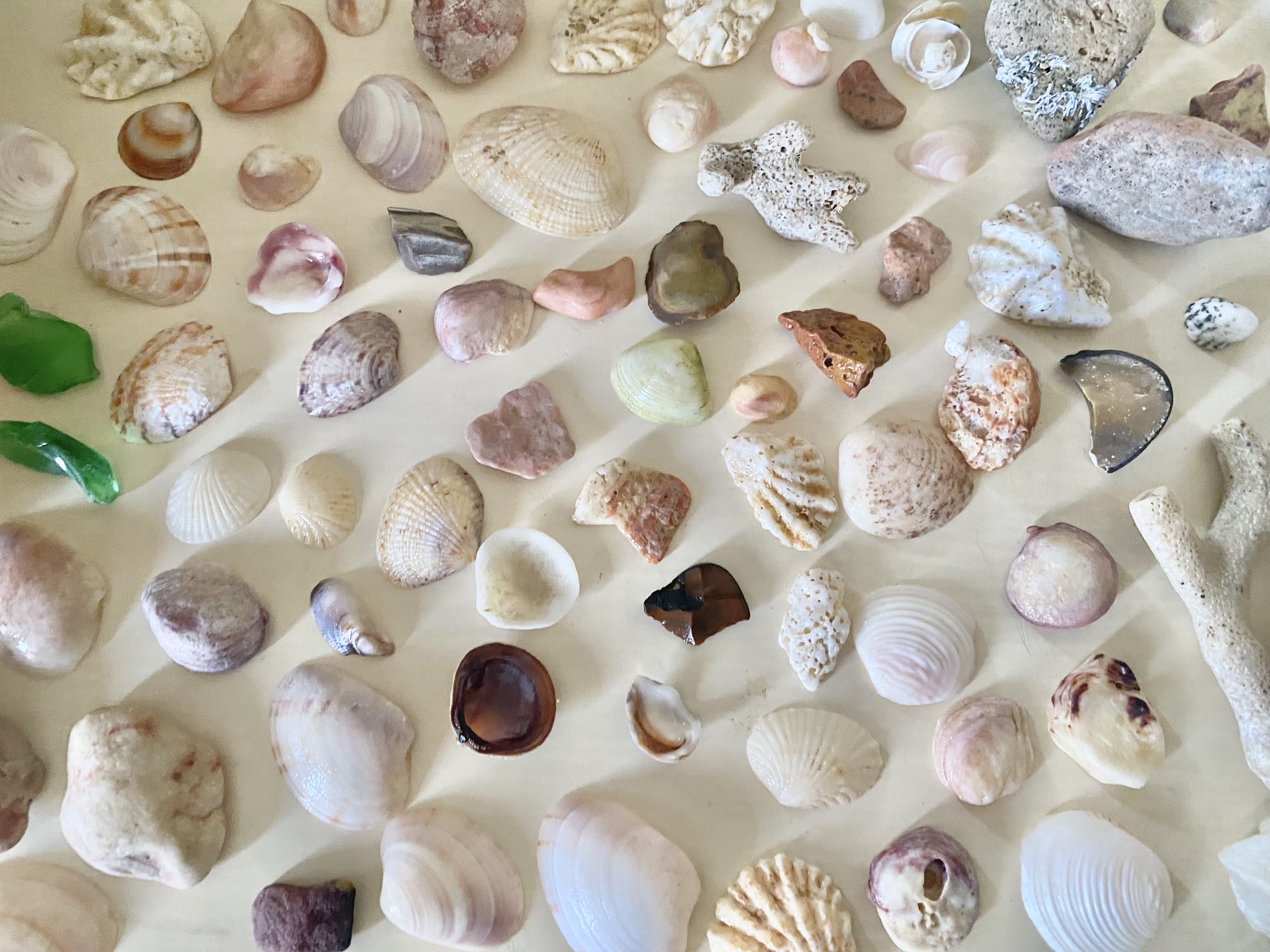 Variety of shells