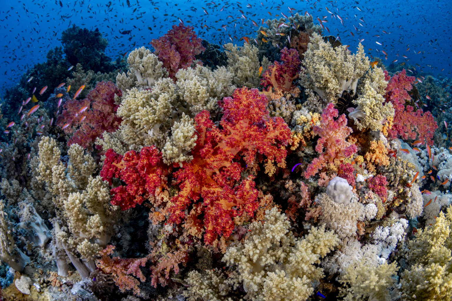 Team Member Tia Nashed